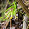 비진도콩(Dumasia truncata Siebold & Zucc.) : 산들꽃