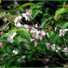 이스라지(Prunus japonica var. nakaii (H.Lev.) Rehder) : 현촌