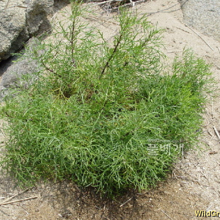 비쑥(Artemisia scoparia Waldst. & Kit.) : 통통배