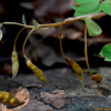 수염현호색(Corydalis caudata Pers.) : 설뫼*
