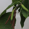 물박달나무(Betula davurica Pall.) : 카르마