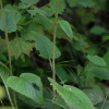 태백취(Saussurea grandicapitula W.T.Lee & H.T.Im) : 엔돌핀