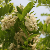 아까시나무(Robinia pseudoacacia L.) : 塞翁之馬