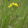 고들빼기(Crepidiastrum sonchifolium (Bunge) J.H.Pak & Kawano) : 버들피리