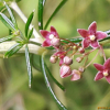 왜박주가리(Tylophora floribunda Miq.) : 꽃사랑