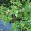 좀쥐손이(Geranium tripartitum Knuth) : 오솔