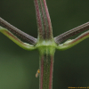 털쇠무릎(Achyranthes bidentata Blume) : 파랑새