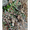 긴잎도깨비쇠고비(Cyrtomium devexiscapulae (Koidz.) Koidz. & Ching) : 무심거사