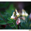 황기(Astragalus penduliflorus Lam. var. dahuricus (DC.) X.Y. Zhu) : 청암