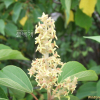 예덕나무(Mallotus japonicus (Thunb.) Muell. Arg.) : 봄까치꽃
