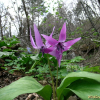 얼레지(Erythronium japonicum (Balrer) Decne.) : 들꽃사랑