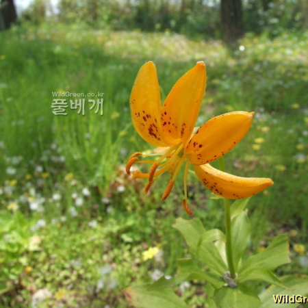 섬말나리(Lilium hansonii Leichtlin ex Baker) : 塞翁之馬
