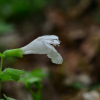 흰벌깨덩굴(Meehania urticifolia for. leucantha Hara) : 통통배