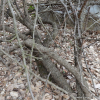 실거리나무(Caesalpinia decapetala (Roth) Alston) : 설뫼*