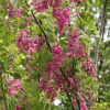 꽃아까시나무(Robinia hispida L.) : 바지랑대
