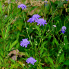 체꽃(Scabiosa tschiliensis Gr?ning f. pinnata (Nakai) W.T.Lee) : 봄까치꽃