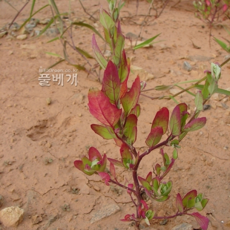 참명아주(Chenopodium gracilispicum H.W.Kung) : 청암