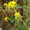 갓(Brassica juncea (L.) Czern. var. juncea) : 통통배