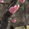 만첩홍매실(Prunus mume for. alphandi (Carr.) Rehder) : 현촌