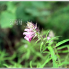 애기며느리밥풀(Melampyrum setaceum (Maxim.) Nakai) : 청암