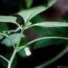 가시꽈리(Physaliastrum echinatum (Yatabe) Makino) : 풀배낭