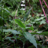 나도생강(Pollia japonica Thunb. ex Murray) : kplant1