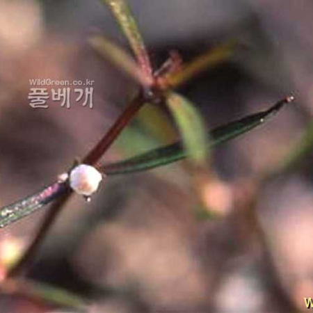 백운풀(Oldenlandia diffusa (Willd.) Roxb.) : kplant1