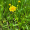 금불초(Inula japonica Thunb.) : habal