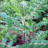 황기(Astragalus penduliflorus Lam. var. dahuricus (DC.) X.Y. Zhu) : 능선따라