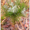 비쑥(Artemisia scoparia Waldst. & Kit.) : 무심거사