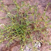 개미자리(Sagina japonica (Sw.) Ohwi) : 꽃마리