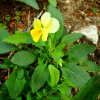 야생팬지(Viola arvensis Murray) : 설뫼