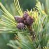 눈잣나무(Pinus pumila (Pall.) Regel) : 청암