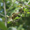 윤노리나무(Pourthiaea villosa (Thunb.) Decne.) : 설뫼*