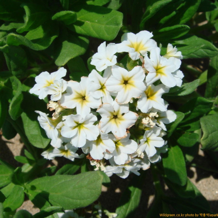 갯지치(Mertensia maritima (L.) Gray subsp. asiatica Takeda) : 박용석