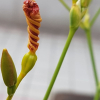 범부채(Iris domestica (L.) Goldblatt & Mabb.) : 塞翁之馬