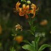섬말나리(Lilium hansonii Leichtlin ex Baker) : 통통배