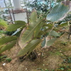개가시나무(Quercus gilva Blume) : 무심거사