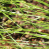 층실사초(Carex remotiuscula Wahlenb.) : 도리뫼