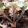 가지털괭이눈(Chrysosplenium ramosissimum) : 산들꽃