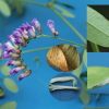 넓은잎갈퀴(Vicia japonica A.Gray) : 무심거사