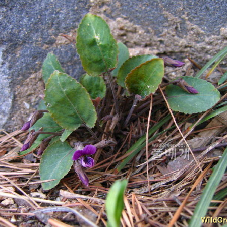 자주잎제비꽃(Viola violacea Makino) : 설뫼