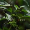모시물통이(Pilea mongolica Wedd.) : 청암