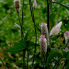 개맨드라미(Celosia argentea L.) : 별꽃