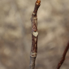 박쥐나무(Alangium platanifolium var. trilobum (Miq.) Ohwi) : 도리뫼