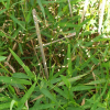 기장대풀(Isachne globosa (Thunb.) Kuntze) : 푸른마음