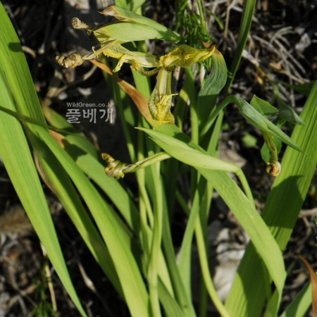 만주붓꽃(Iris mandshurica Maxim.) : 통통배