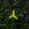 만주붓꽃(Iris mandshurica Maxim.) : 통통배