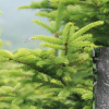 종비나무(Picea koraiensis Nakai) : 무심거사
