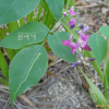 조록싸리(Lespedeza maximowiczii C.K.Schneid.) : 꽃마리